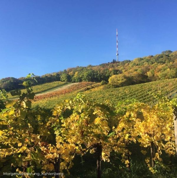 Morgenwanderung_Kahlenberg